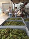 Day 18- The workers are harvesting organic grapes for Nassa- Sicilian Grilo- white wine